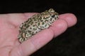 European green toad Bufotes viridis Royalty Free Stock Photo