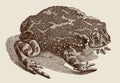 European green toad bufotes viridis in top view sitting on the ground