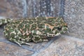 European green toad,The frog sits on a rock and hunting for flies, Bufo viridis
