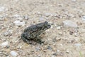 European green toad on ground Royalty Free Stock Photo