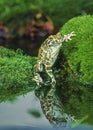 European green toad Royalty Free Stock Photo