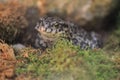 European green toad Royalty Free Stock Photo