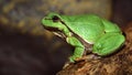 European green tree frog Hyla arborea formerly Rana arborea Royalty Free Stock Photo