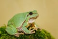 European green tree frog Hyla arborea formerly Rana arborea Royalty Free Stock Photo