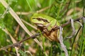 European green tree frog Hyla arborea formerly Rana arborea Royalty Free Stock Photo