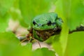 European green tree frog Hyla arborea formerly Rana arborea lurking for prey in natural environment Royalty Free Stock Photo