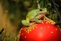 European green tree frog Hyla arborea formerly Rana arboreaon a christmas toy Royalty Free Stock Photo