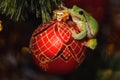 European green tree frog, Hyla arborea formerly Rana, arborea on a red christmas toy Royalty Free Stock Photo