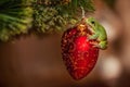 European green tree frog, Hyla arborea formerly Rana, arborea on a red christmas toy Royalty Free Stock Photo