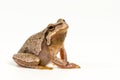 European green tree frog Hyla arborea isolated on white background Royalty Free Stock Photo