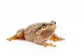 European green tree frog Hyla arborea isolated on white background Royalty Free Stock Photo