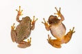 European green tree frog Hyla arborea isolated on white background. Top view Royalty Free Stock Photo