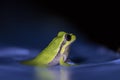 European green tree frog, Hyla arborea, resting by day, croaking by night in the wild in a cyprus garden. Royalty Free Stock Photo