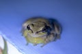 European green tree frog, Hyla arborea, resting by day, croaking by night in the wild in a cyprus garden. Royalty Free Stock Photo