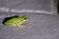 European green tree frog, Hyla arborea, resting by day, croaking by night in the wild in a cyprus garden. Royalty Free Stock Photo