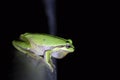 European green tree frog, Hyla arborea, resting by day, croaking by night in the wild in a cyprus garden. Royalty Free Stock Photo