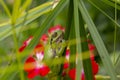 European green tree frog, Hyla arborea, resting by day, croaking by night in the wild in a cyprus garden. Royalty Free Stock Photo