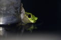 European green tree frog, Hyla arborea, resting by day, croaking by night in the wild in a cyprus garden. Royalty Free Stock Photo