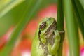 European green tree frog, Hyla arborea, resting by day, croaking by night in the wild in a cyprus garden. Royalty Free Stock Photo