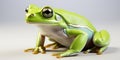 European green tree frog Royalty Free Stock Photo