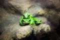 European green tree frog lurking for prey in natural environment. Folded, nature. Royalty Free Stock Photo