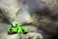 European green tree frog lurking for prey in natural environment. Folded, nature.