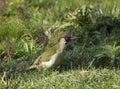 European green woodpecker, Bretigny-sur-Orge
