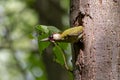 European green woodpecker looking out of the nest hole on linden trunk Royalty Free Stock Photo