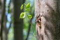 European green woodpecker looking out of the nest hole on linden trunk Royalty Free Stock Photo