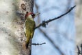 European Green Woodpecker