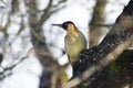 European green woodpecker Picus viridis adult bird sitting at an old apple tree Royalty Free Stock Photo