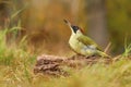 Beautiful european green woodpecker Picus viridis Royalty Free Stock Photo