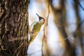 European green woodpecker Picus viridis Royalty Free Stock Photo