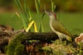 The European Green Woodpecker Picus viridis  close to the waterhole Royalty Free Stock Photo