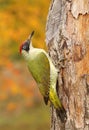 The european green woodpecker Picus viridis Royalty Free Stock Photo