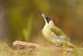 The european green woodpecker Picus viridis Royalty Free Stock Photo