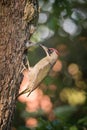 The European Green Woodpecker, Picus viridis Royalty Free Stock Photo