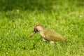 European green woodpecker (Picus viridis)