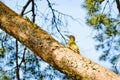 European green woodpecker (Picus viridis) Royalty Free Stock Photo