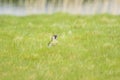 European Green woodpecker picus viridis