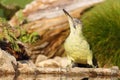 The European green woodpecker Picus viridis sits by the water.Big green woodpecker with a red head with a green background Royalty Free Stock Photo