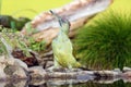 The European green woodpecker Picus viridis sits by the water.Big green woodpecker with a red head with a yellow background Royalty Free Stock Photo