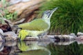 The European green woodpecker Picus viridis sits by the water.Big green woodpecker with a red head with a green background Royalty Free Stock Photo