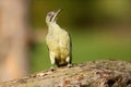 The European green woodpecker Picus viridis sitting down on a trunk.Big green woodpecker with a red head sitting with a green