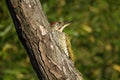 The European green woodpecker Picus viridis sitting on the dry trunk,young bird with green background