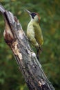 The European green woodpecker Picus viridis is sitting on the tree tunk with green background Royalty Free Stock Photo