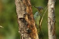 The European Green Woodpecker Picus viridis with tongue out Royalty Free Stock Photo