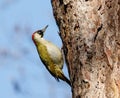European Green Woodpecker Picus viridis