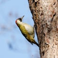 European Green Woodpecker Picus viridis Royalty Free Stock Photo