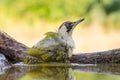 European Green Woodpecker - Picus viridis